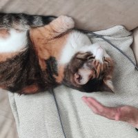 Обиделась Кети на меня, но дала погладить. :: Светлана Хращевская