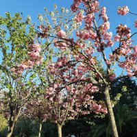 Черешневый лес. Апрель 2025 Сочи :: Tata Wolf Черешневый лес. Апрель 2025 Сочи :: Tata Wolf