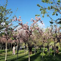 Черешневый лес. Апрель 2025 Сочи :: Tata Wolf