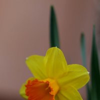 Разноцветный :: Александр Кондаков