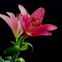 ЛИЛИИ В АПРЕЛЕ :: Елена Куприянова 