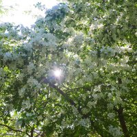 Запах весны :: Дмитрий Петров