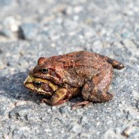 Любовь на дороге. :: Анатолий. Chesnavik. Любовь на дороге. :: Анатолий. Chesnavik.