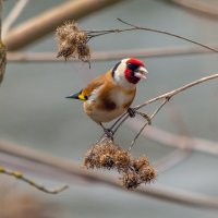 ** :: Виталий Емельянов