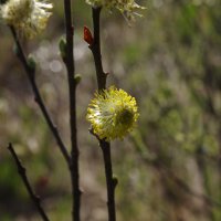 весеннее настроение :: Сергей Швечков