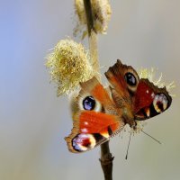 Бабочки середины апреля 2025  5 :: Александр Прокудин