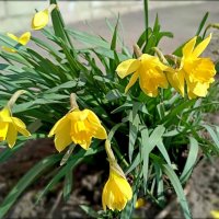 Весенние радости... :: Мария Васильева