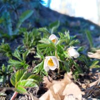 Ветреница :: Сапсан 