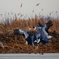 " Танцы даурских журавлей" :: Ольга 