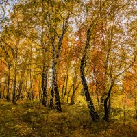 Осень :: SanSan 