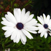 Капская ромашка. :: nadyasilyuk Вознюк