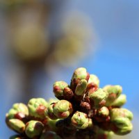 Будут яблочки... :: Александр Кондаков