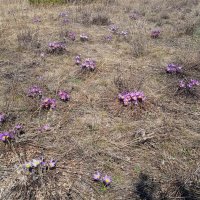 чудесная полянка :: Елена Шаламова