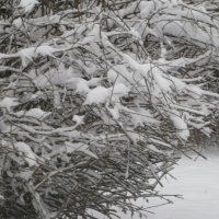 Апрельский снег. Год 2025 :: Дмитрий Никитин