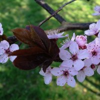 Апрельское цветение :: Рита Симонова Апрельское цветение :: Рита Симонова