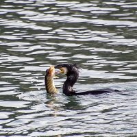 ***** :: Андроник Александр 