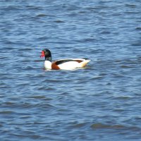 весна :: ИННА ПОРОХОВА