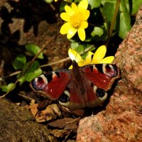 весна :: ИННА ПОРОХОВА