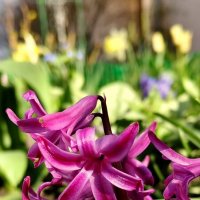 Рад солнцу. :: Александр Кондаков