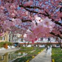 Словно вешний дождь Бежит под навесом ветвей...... :: Галина 