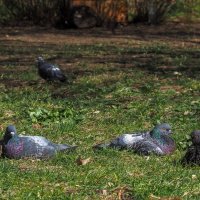 Пригрелись :: юрий поляков