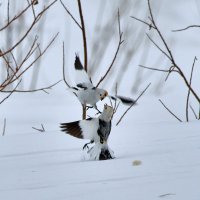 Неравный бой :: Игорь Шабалин