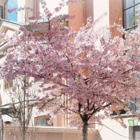 В церковном дворике :: Civetta ***