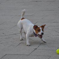 Джек-рассел-терьер. :: Татьяна Машошина Джек-рассел-терьер. :: Татьяна Машошина