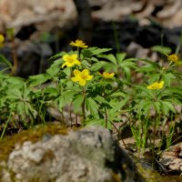 флора середины апреля 1 :: Александр Прокудин флора середины апреля 1 :: Александр Прокудин