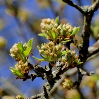 флора середины апреля 3 :: Александр Прокудин флора середины апреля 3 :: Александр Прокудин