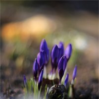Крокусы :: Анастасия Северюхина Крокусы :: Анастасия Северюхина