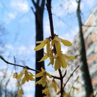 Форзиция :: Сапсан 