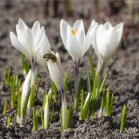 Крокусы :: Анастасия Северюхина Крокусы :: Анастасия Северюхина