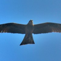 Чёрный коршун, что ж ты вьешься над моею головой. :: Восковых Анна Васильевна Чёрный коршун, что ж ты вьешься над моею головой. :: Восковых Анна Васильевна