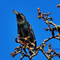 Поёт скворец. :: Восковых Анна Васильевна 