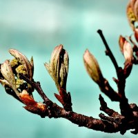 Моя рябинка собралась выпустить листочки. :: Восковых Анна Васильевна Моя рябинка собралась выпустить листочки. :: Восковых Анна Васильевна