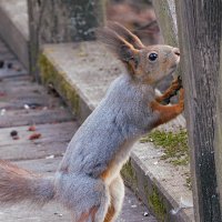 Белка :: Лина 