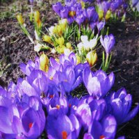 Красота в саду :: Людмила Смородинская