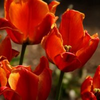 Доброе утро :: Юрий. Шмаков Доброе утро :: Юрий. Шмаков