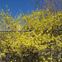 Форзиция  апрель :: Елена Шаламова