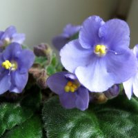 Фиалка :: Елена Семигина