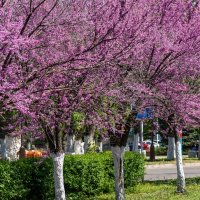 Багряник :: Игорь Сикорский