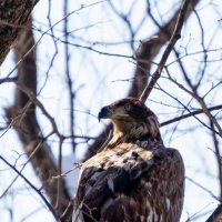 на страже :: Сергей Флетчер