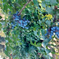 магония – вечнозеленое растение :: ИРЭН@ .