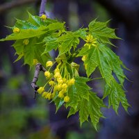 Цветение клёна :: Aleksey Afonin