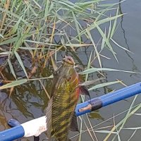 Удача. :: Светлана Хращевская