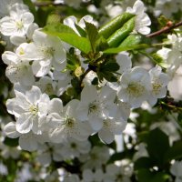 Мой цветущий город. Вишня :: Татьяна Смоляниченко Мой цветущий город. Вишня :: Татьяна Смоляниченко