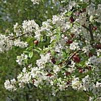 ЦВЕТУЩИЙ АПРЕЛЬ -3 :: Елена Куприянова 