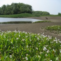 Лето :: Anna Ivanova