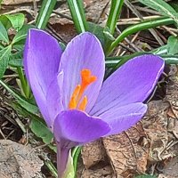 Цветущий апрель :: veilins veilins